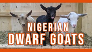 Nigerian Dwarf Goats ||New Animal on the Homestead||