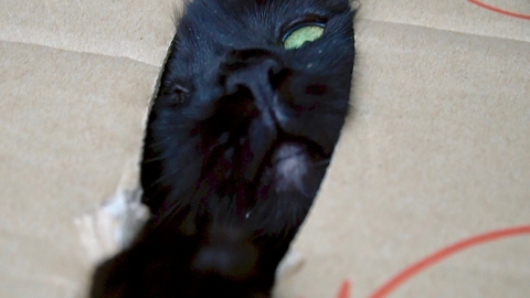 Cat becomes completely possessive when inside box