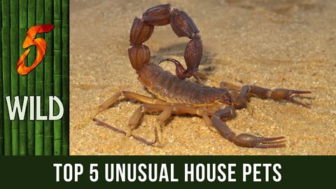 Top 5 Most Uncommon Yet Popular House Pets | #5WILD