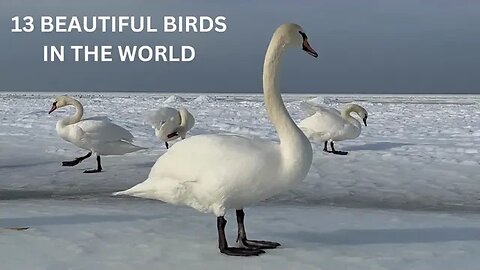 13 Magnificent Birds | Stunning Nature | Stress Relief | Relaxing Birds Sound | Soothing