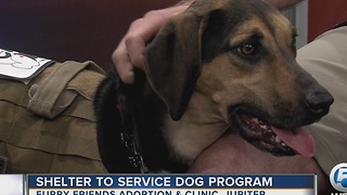 Adoption clinic partners service dog with veterans