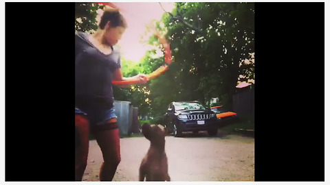 Dog hates hula hoop, refuses to let owner use it