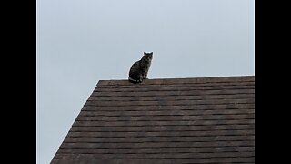 Cat on Roof