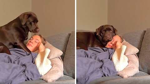 Pup decides to nap in hilarious position