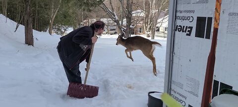 Man and deer bond