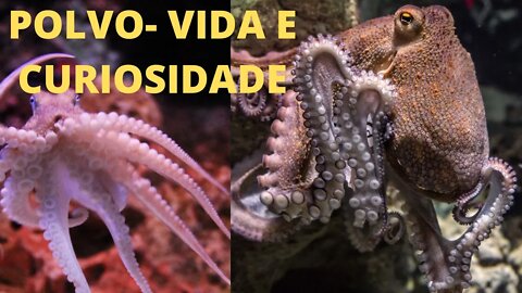 Polvo - Vida e Curiosidade