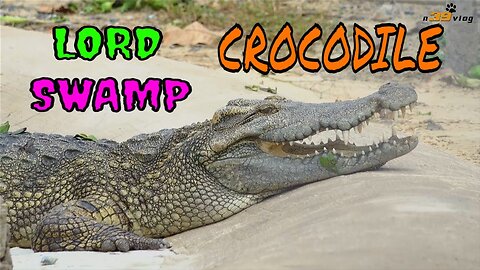 LIVE DICTIONARY - 4K Animal Footages ~ CROCODILE | CÁ SẤU | KROKODIL | COCODRILO | n39 vlog