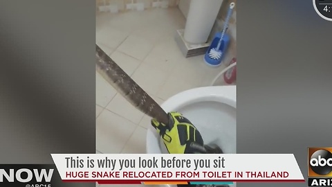 Snake found in Thailand toilet