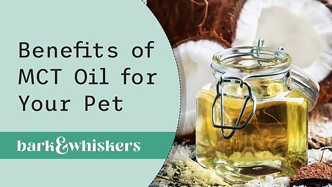Benefits of MCT Oil for Your Pet