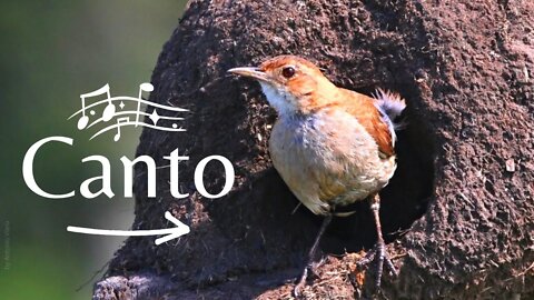 JOÃO DE BARRO - Pássaros Cantando