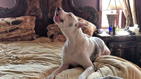 Squeaky Deaf Great Dane Complains He Doesn't Want to Get Out Of Bed