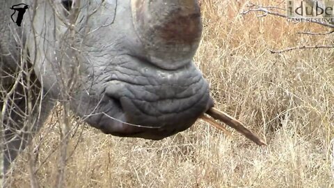 Unusual Sighting of White Rhino Eating Wood
