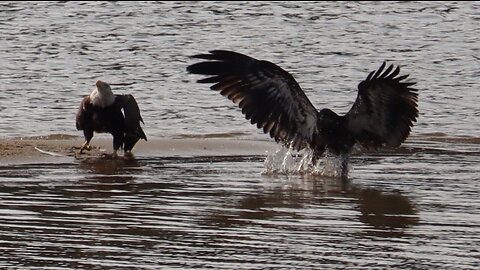 James River Bald Eagles - Virginia; June, 2023