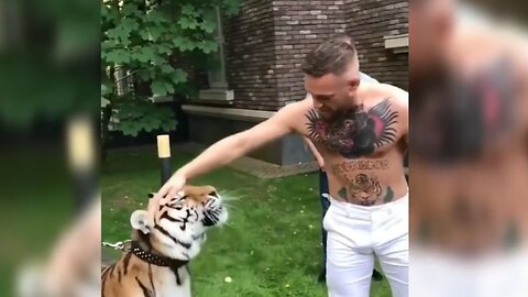 Conor mcgroger strokes a tiger on trip to russia