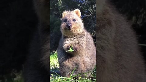 Cute funny Quokka -106