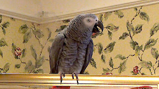 Could this parrot be the White House Whistleblower?