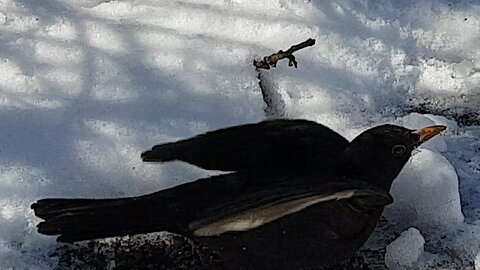 Common blackbirds fighting