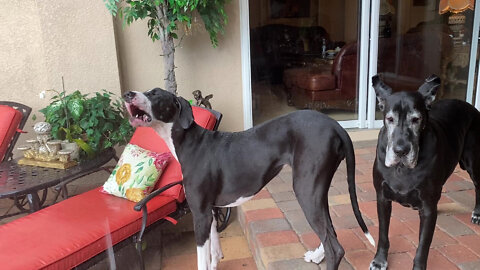 Great Danes Loves To Catch Falling Raindrops