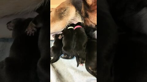 GSD Puppies Eating! 🥰German Shepherds 3 days old! #shorts #germanshepherd #youtubeshorts