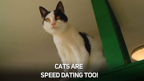 Speed dating for cats: Find your PURR-fect match!