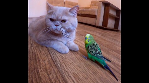 Кот и птица, милые животные #142