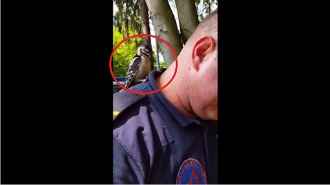 Woodpecker confuses human man for tree
