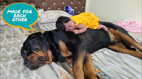 newborn baby with dog || aaru and Jerry's story || emotional dog video ||
