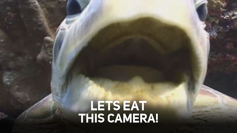 Sealife vs Camera Crew: Top 10 Cutest Attacks