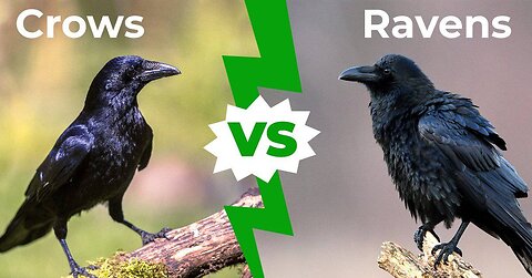 Crow vs. Raven