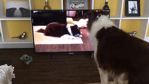 Dog sees himself on TV, completely freaks out