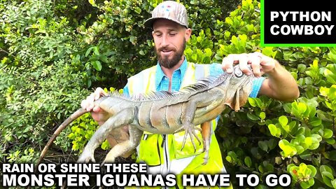 These Boys Got The Full Florida Experience Taking Out Monster Iguanas