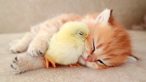 Cute Kitten sleeps sweetly with the Chicken