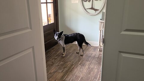 Dog ASKS to go Outside. Easily train your dog!