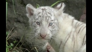 Newborn White Bengal Tiger Cubs