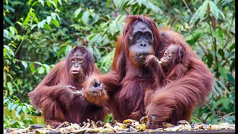 Orangutan Family.