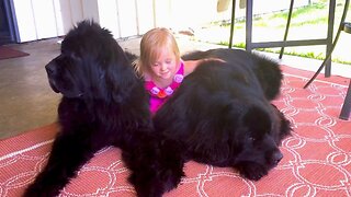 Newfie Gentle Giants Snuggle With Sweet Little Girl