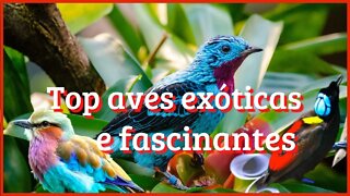 Top aves exóticas e fascinantes