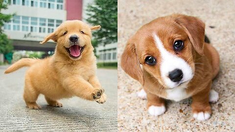 Cute and 2024 funny puppies