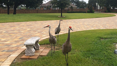 Strolling Sandhill Cranes come for a closeup and purr