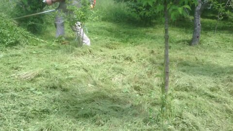 The proper cutting of weeds with a Chinese-made bush cutter in a field with dense trees (P3b)