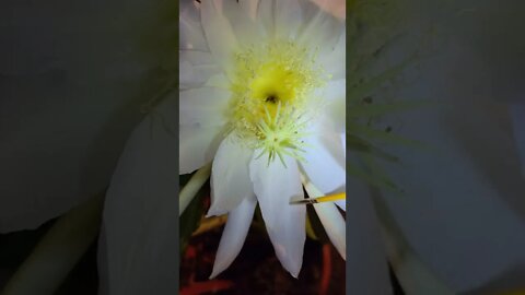 Southern California dragonfruit pollination 08/25/22