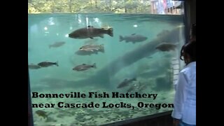 Columbia River Sturgeon & Bradford Island Fishway, Oregon, 2005