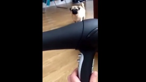 Pug puppy unsure about owner's hair dryer