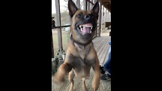 Belgian Malinois attacks owner over chunk it stick!!!
