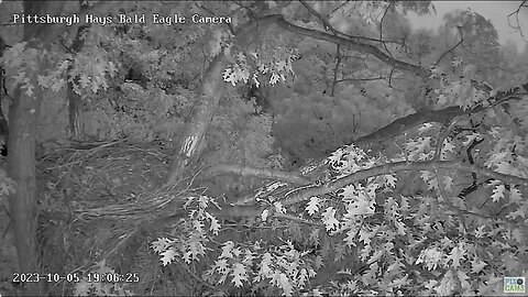 Hays Eagles Eagle in by the left trunk and off, the Hays Visitor perhaps? 10-05-23 19:05