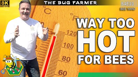 When is it TOO HOT to work your bees? | HEAT STROKE #beekeeping #insects #bees #honey