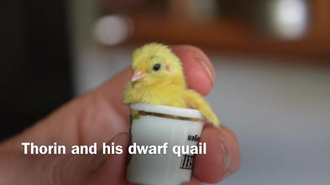 German Shepherd befriends tiny newborn quails