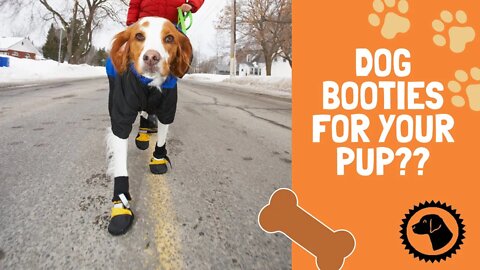 BOOTIES? To Wear or Not To Wear Dog Boots In Winter | DOG BLOG 🐶 Brooklyn's Corner
