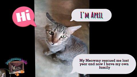 PawsomePals - Momma cat and her kiddos, plus her best friend dog #cats #dog #kittens