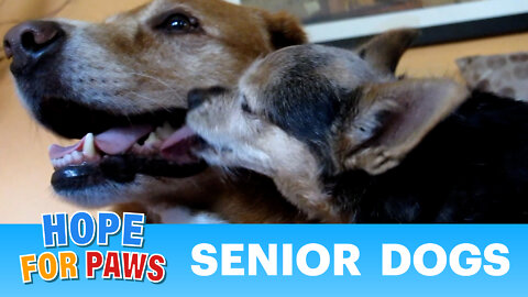 Please consider adopting a senior dog.
